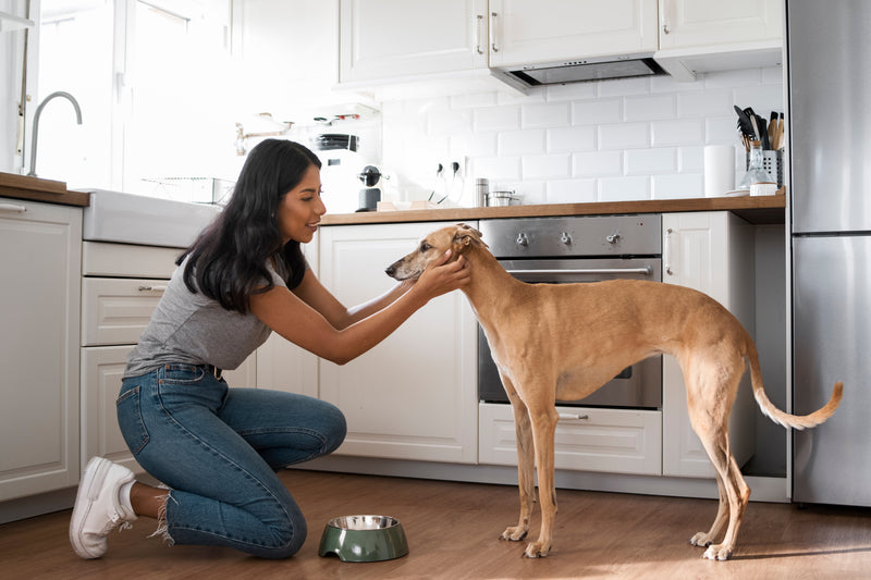 Creating a Pet-Friendly Kitchen: Practical Ideas for Every Home